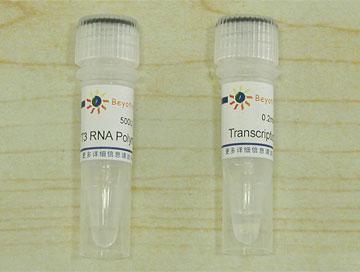 T3 RNA Polymerase